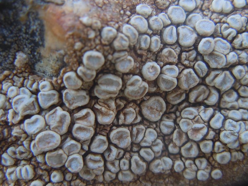 Ochrolechia parella